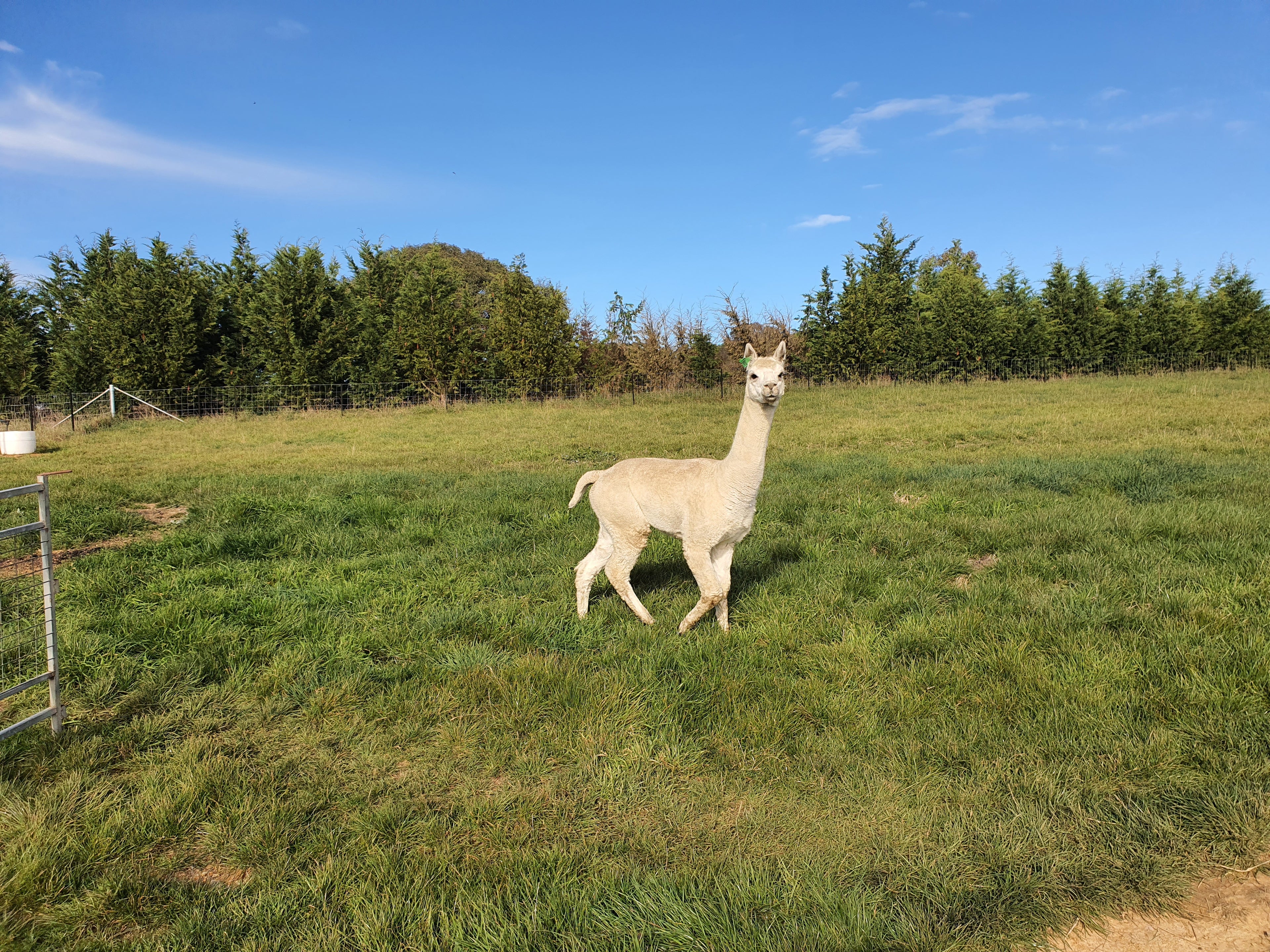 Prince Nari's Fleece