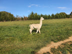 Prince Nari's Fleece
