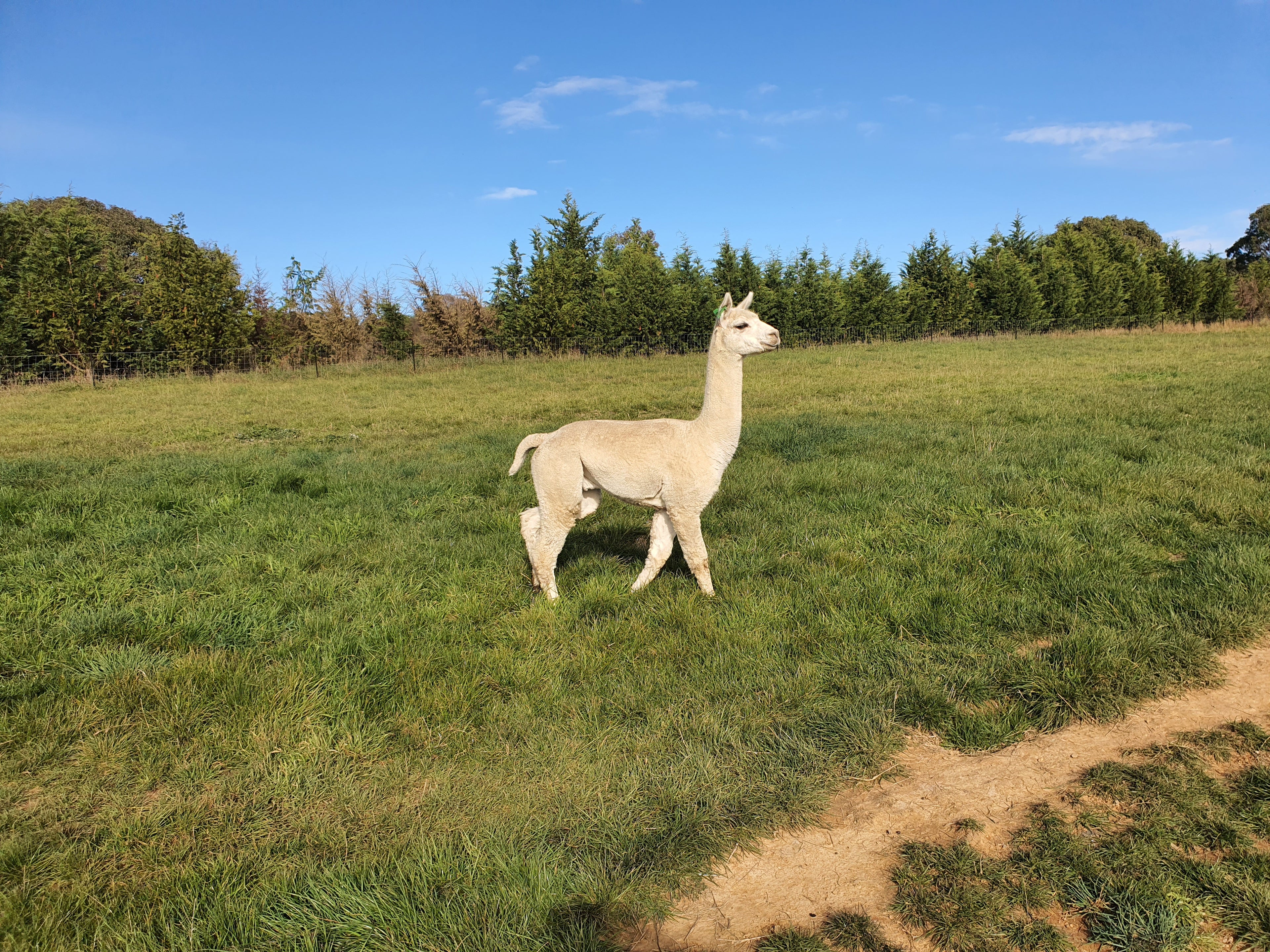 Prince Nari's Fleece