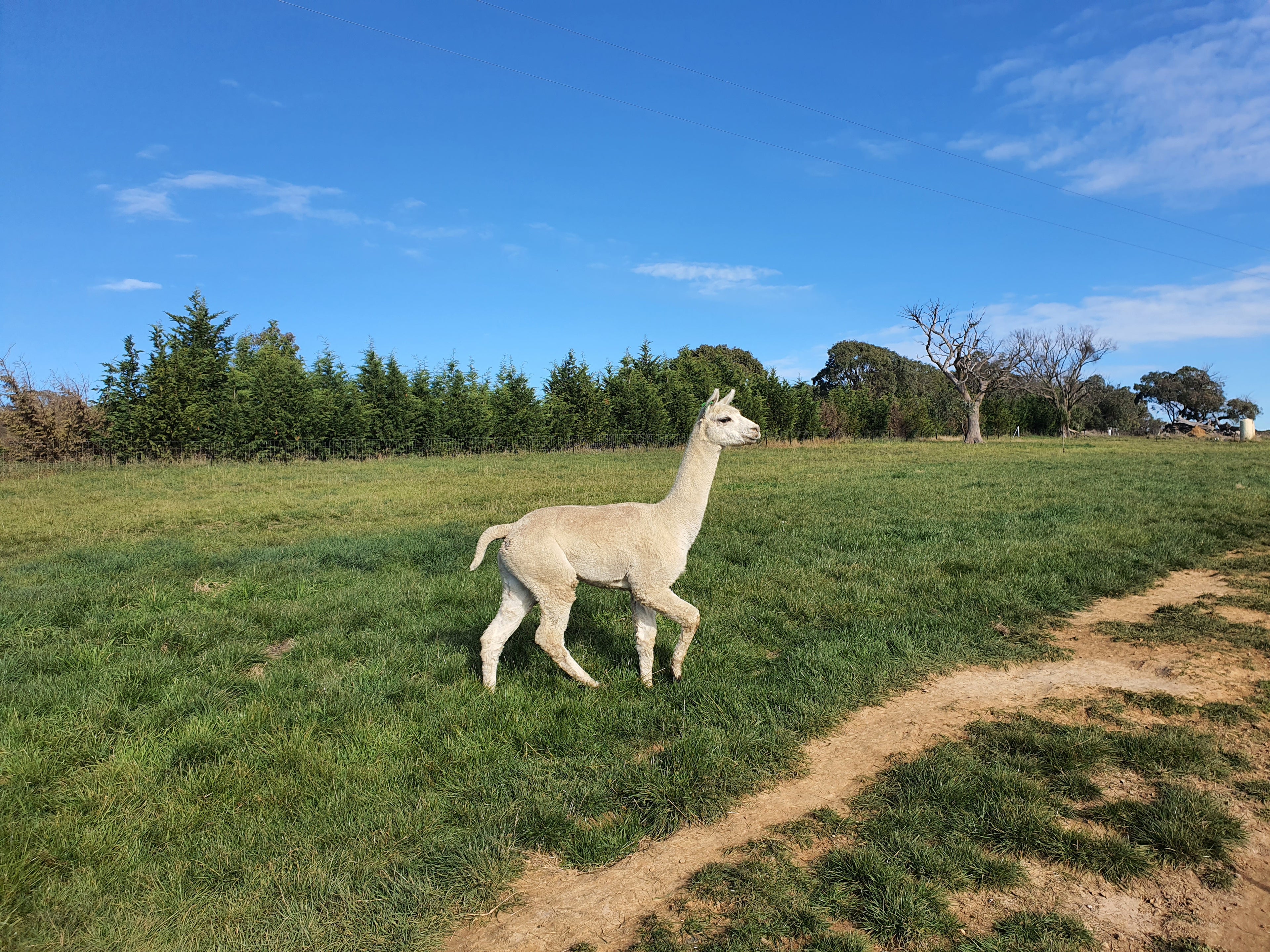Prince Nari's Fleece