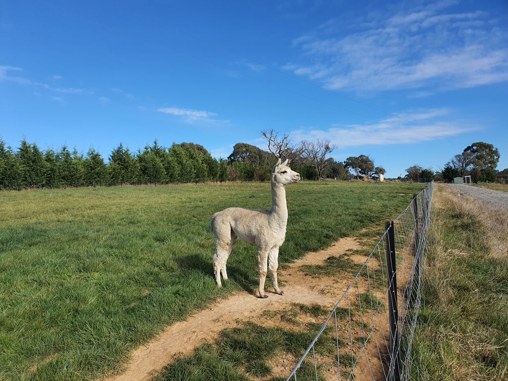 Prince Nari's Fleece