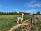 Prince Nari's Fleece