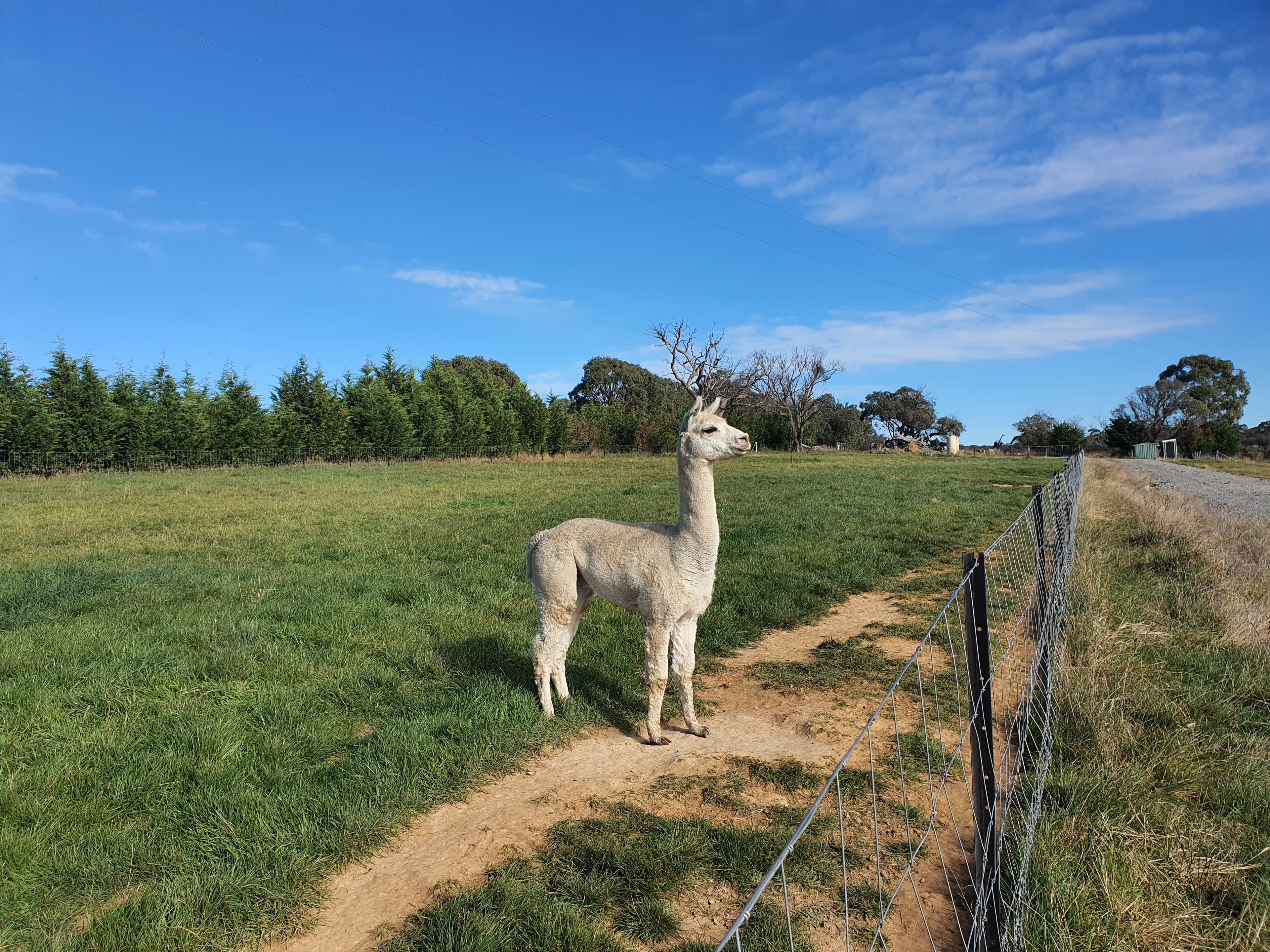 Prince Nari's Fleece