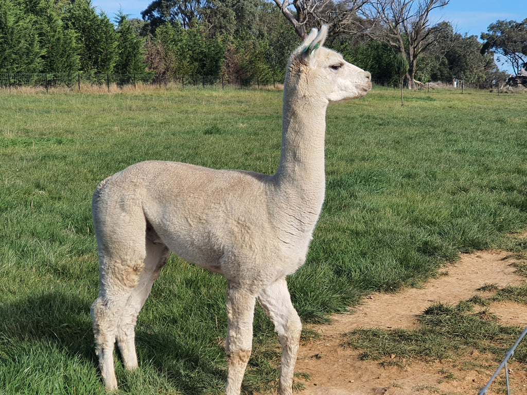 Prince Nari's Fleece