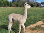 Prince Nari's Fleece