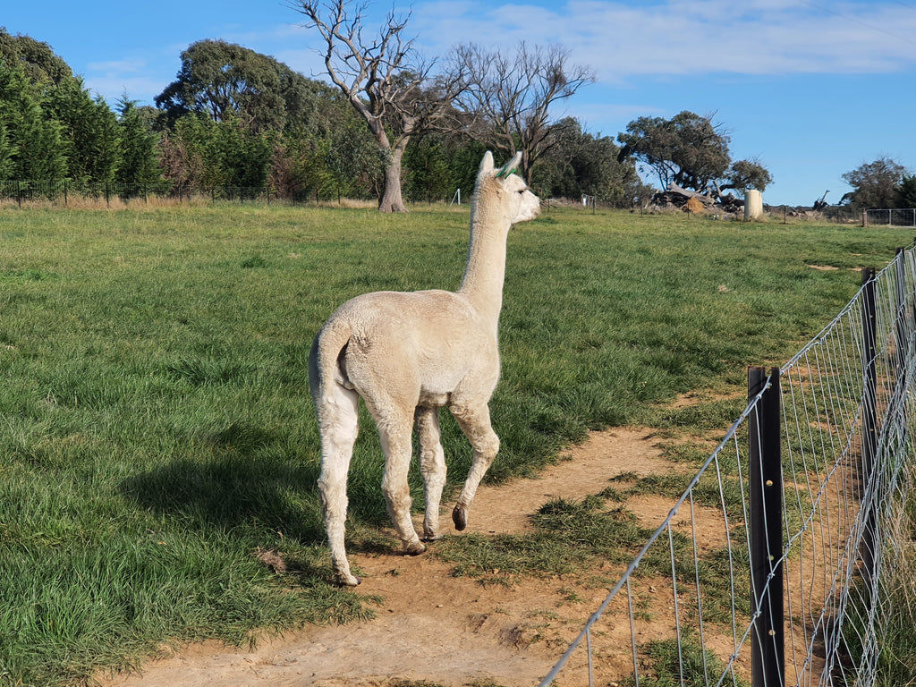 Prince Nari's Fleece