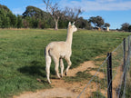 Prince Nari's Fleece