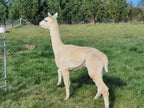 Prince Nari's Fleece