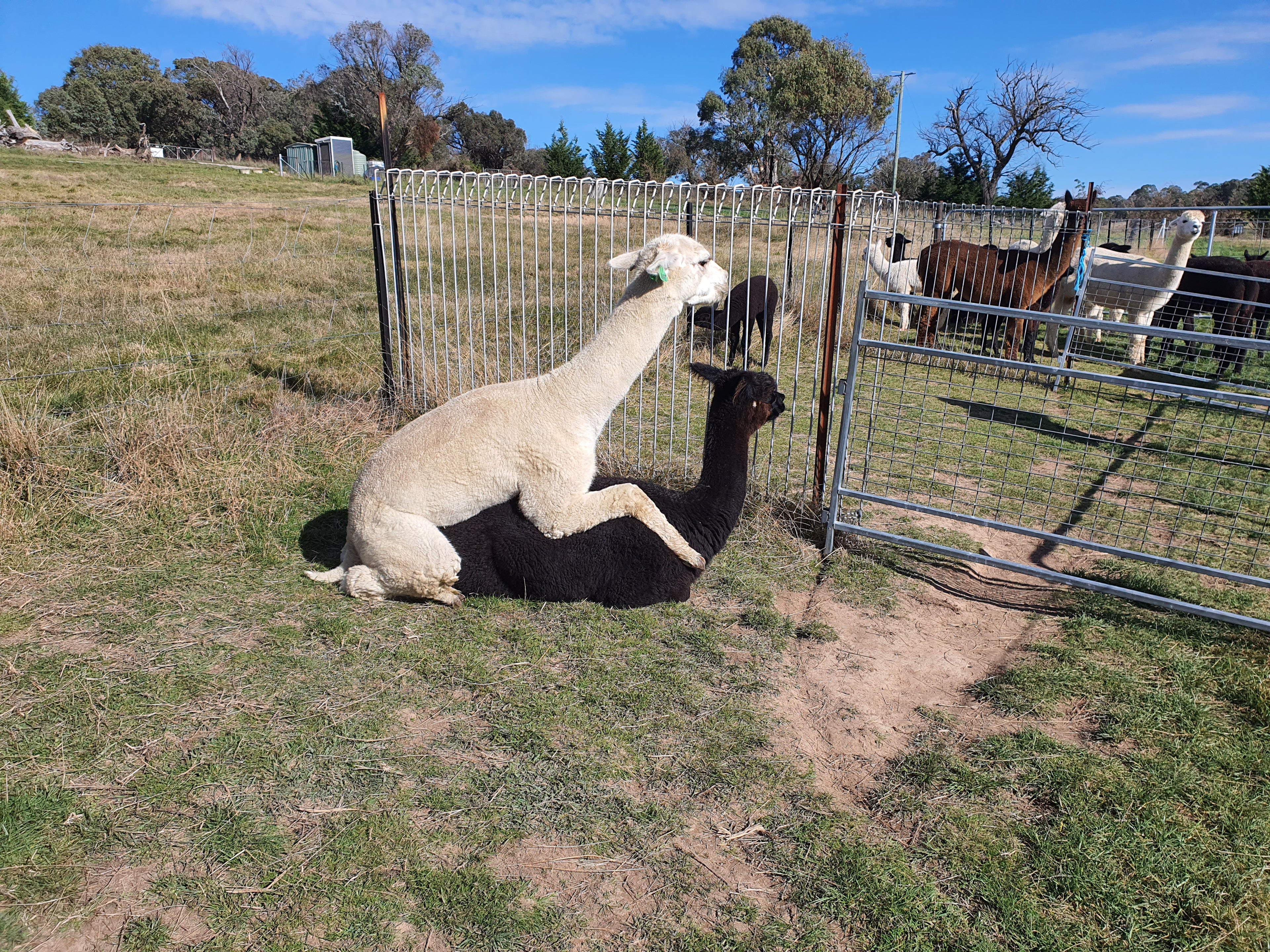 Prince Nari's Fleece