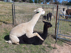 Prince Nari's Fleece