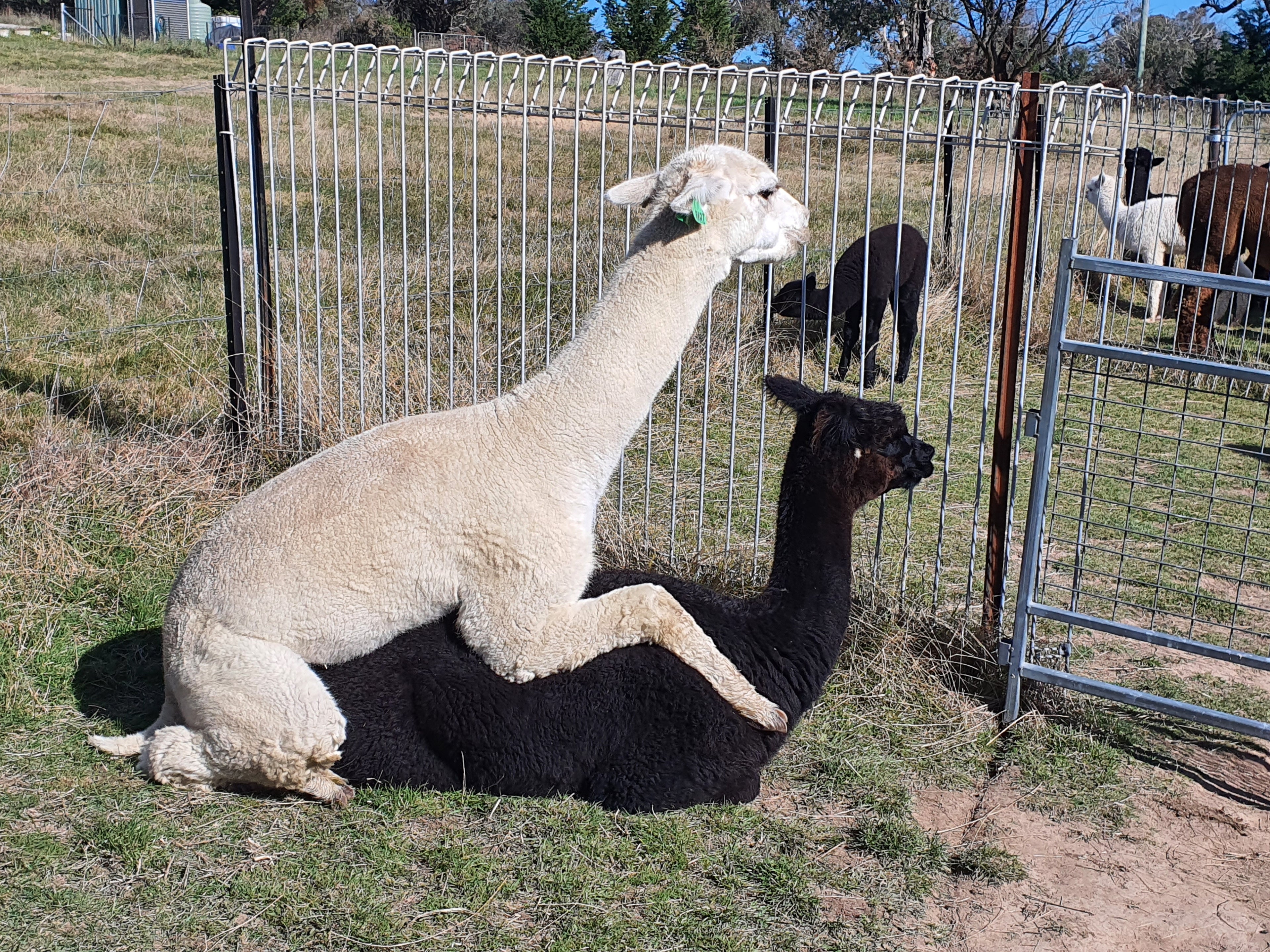 Prince Nari's Fleece