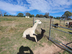 Prince Nari's Fleece