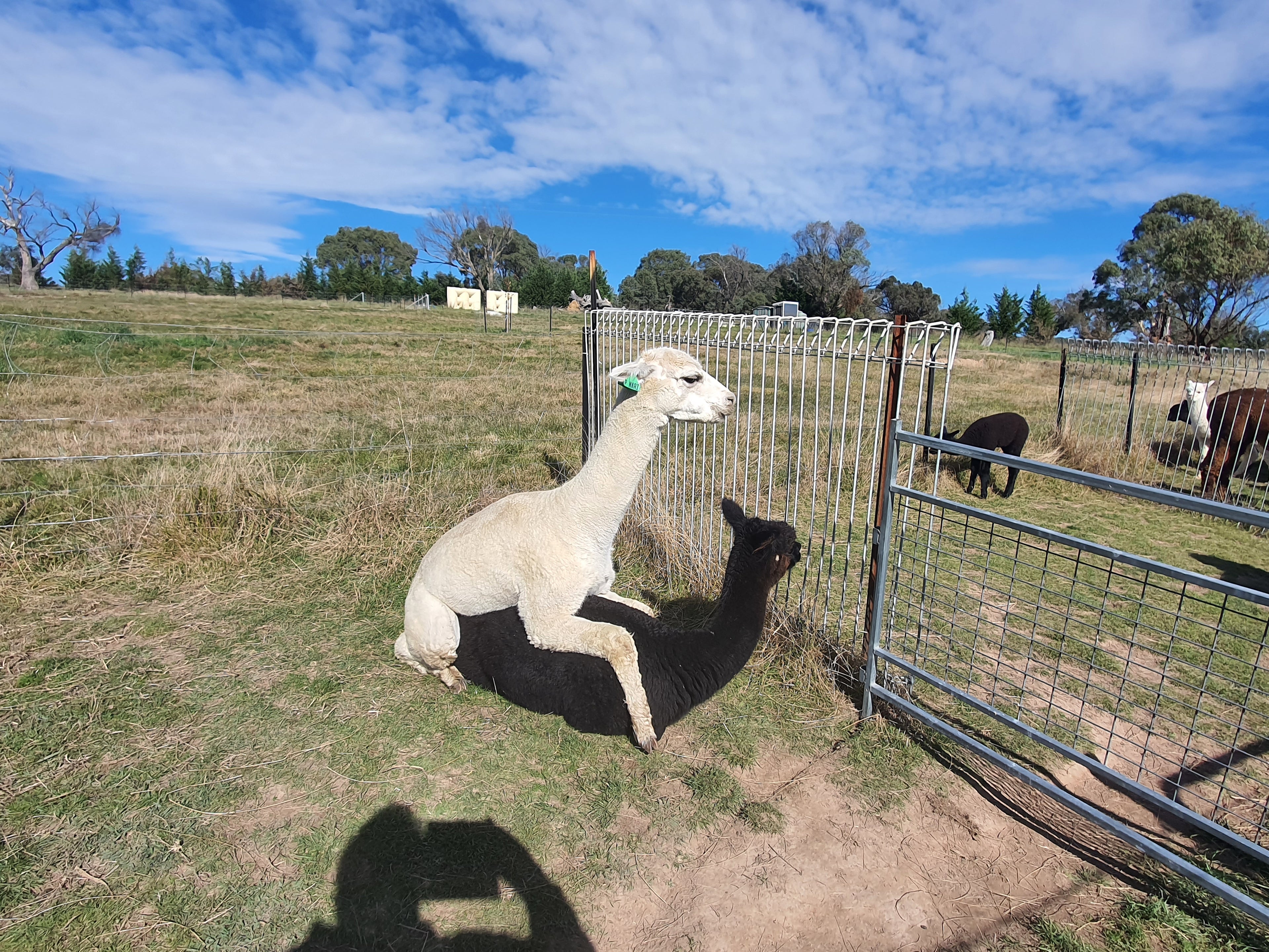 Prince Nari's Fleece