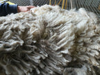 White Knight's Fleece