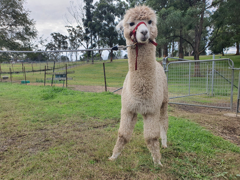 White Knight's Fleece