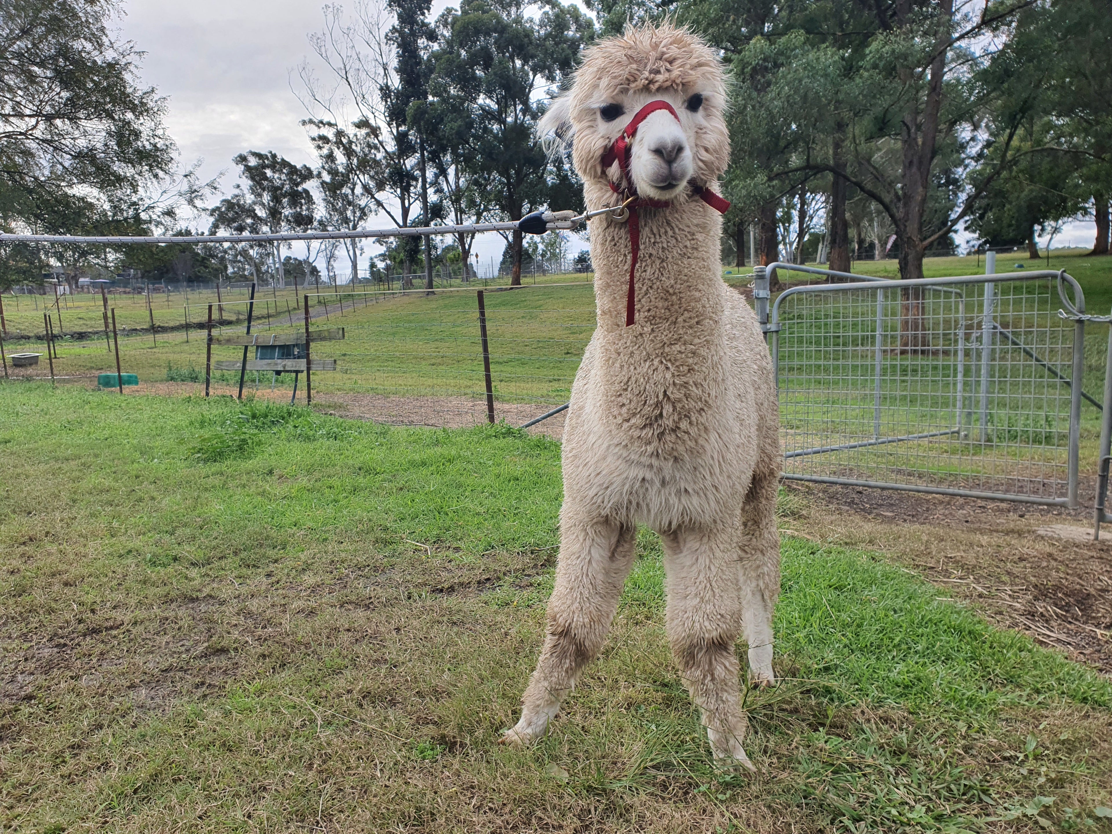 White Knight's Fleece