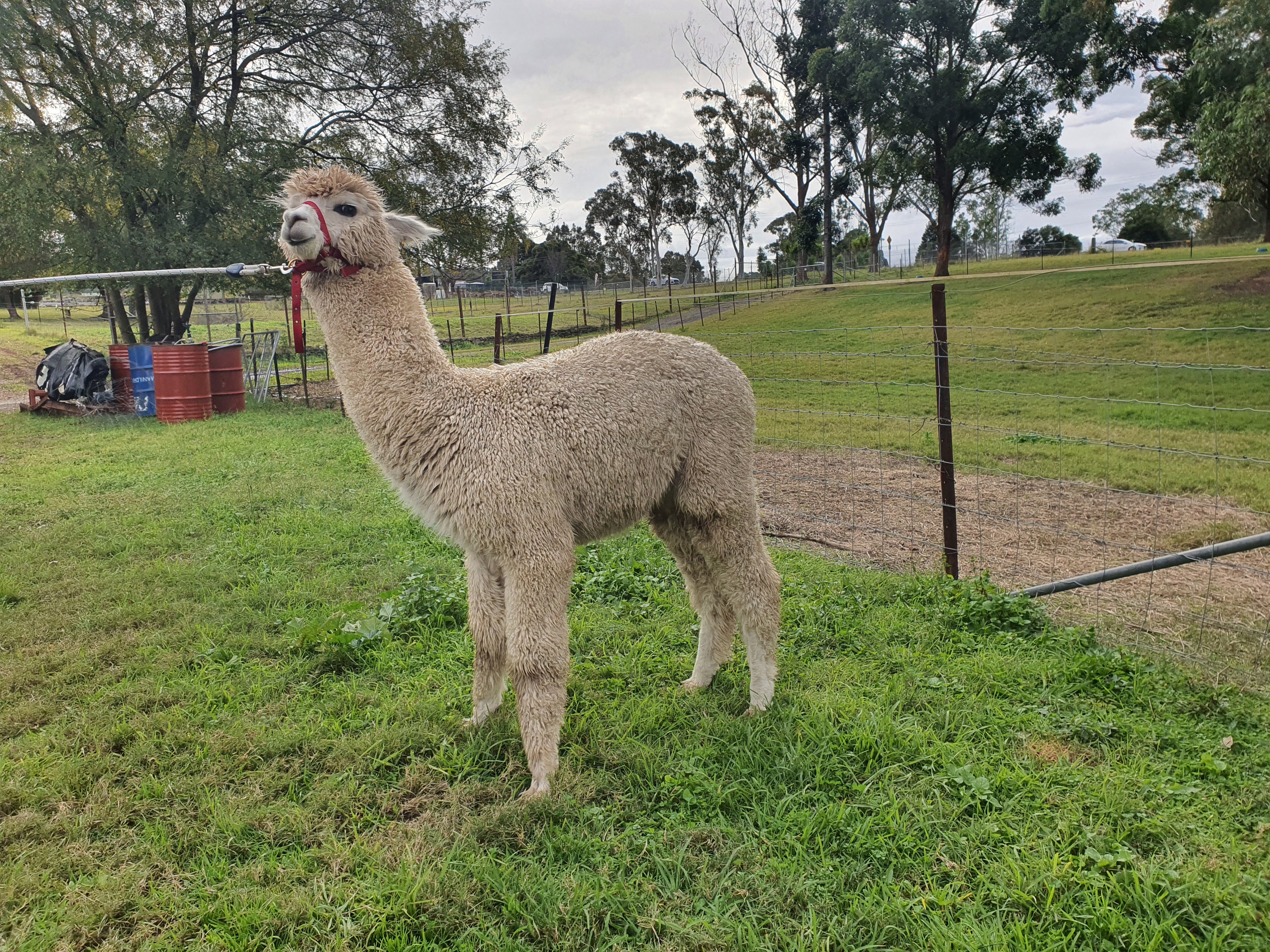 White Knight's Fleece