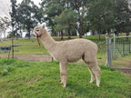 White Knight's Fleece