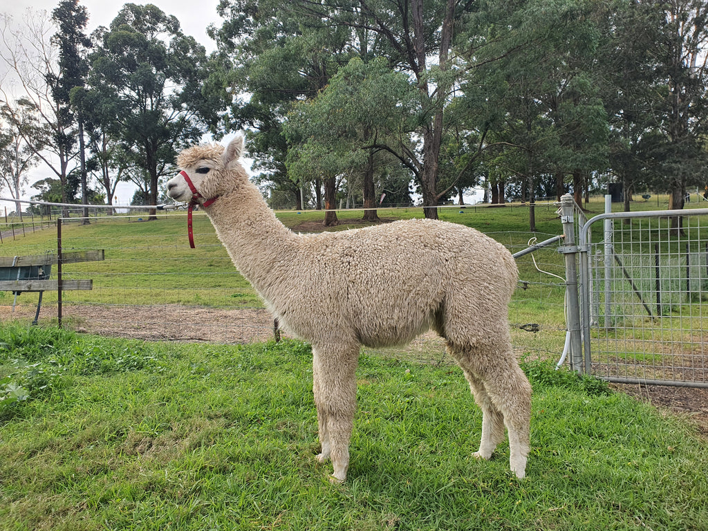 White Knight's Fleece