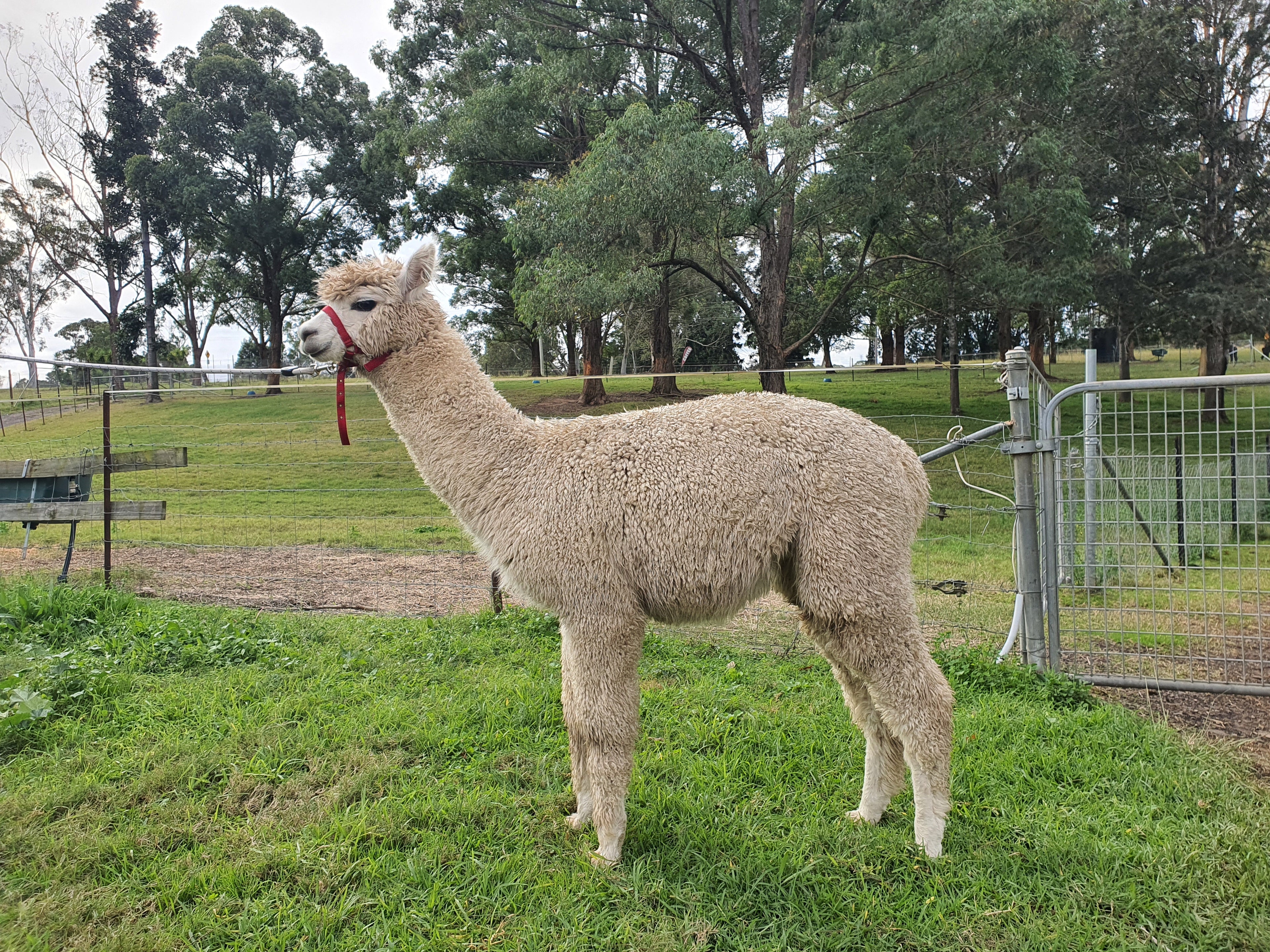 White Knight's Fleece