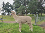 White Knight's Fleece