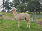 White Knight's Fleece