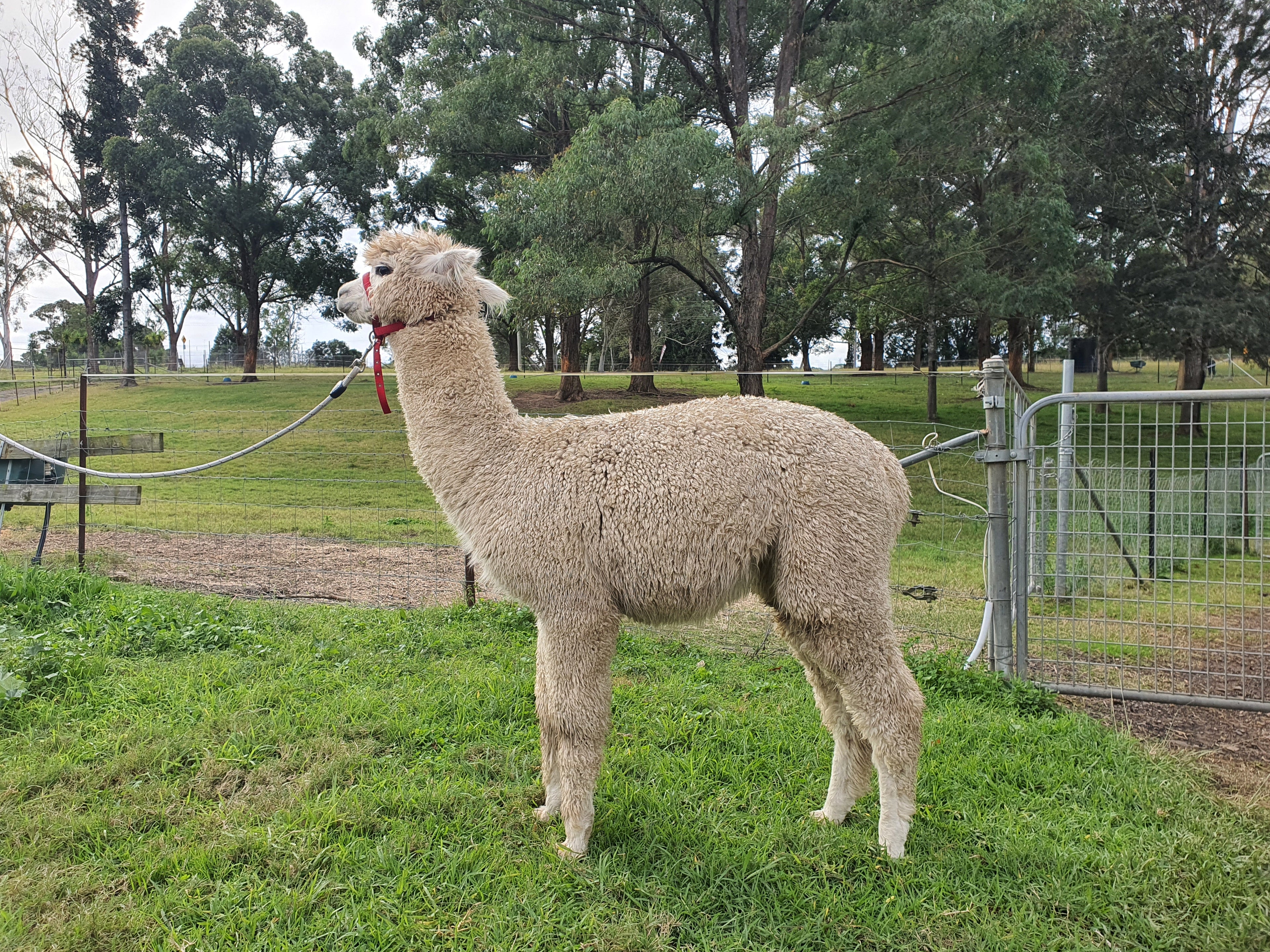 White Knight's Fleece