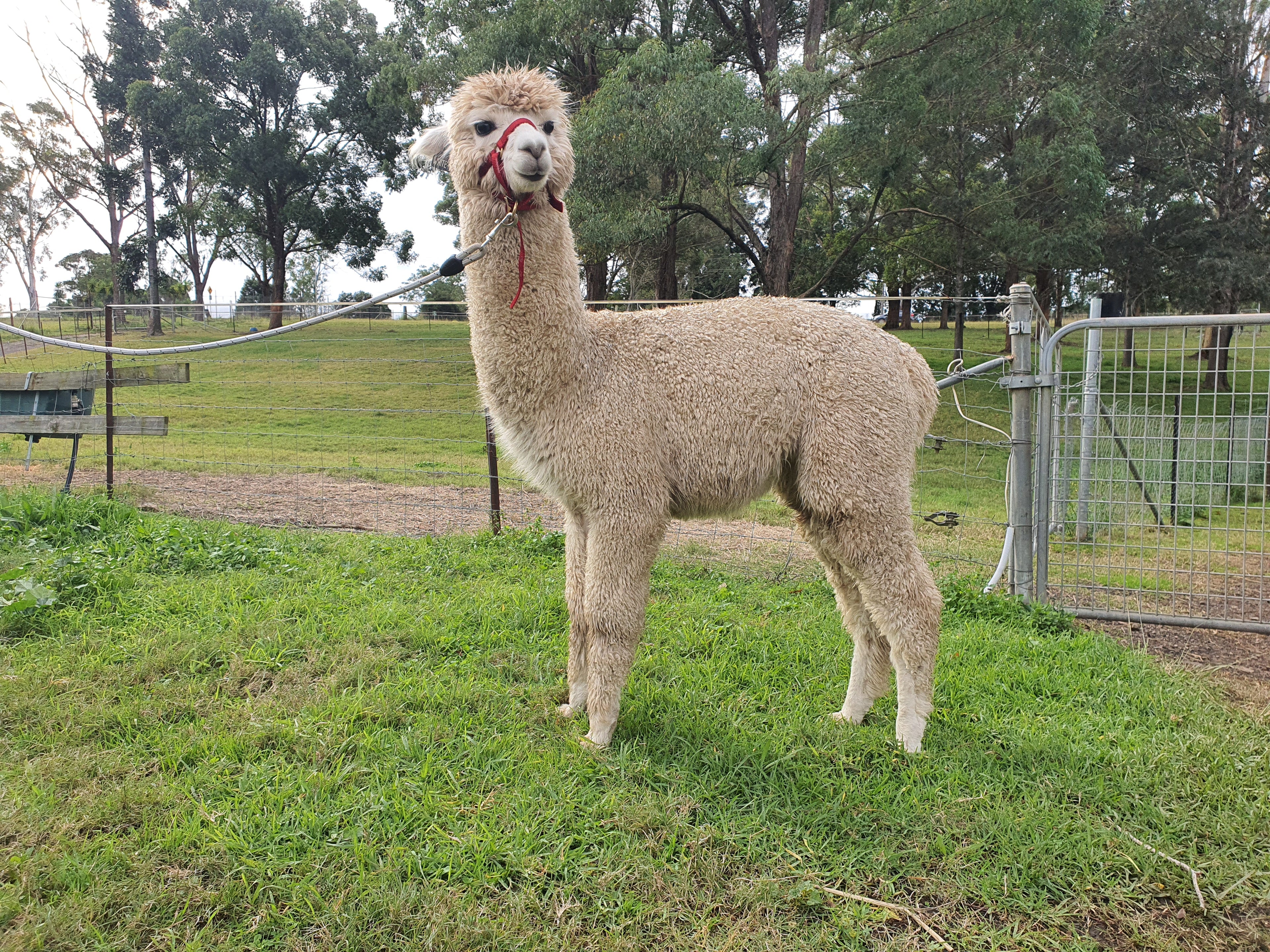 White Knight's Fleece