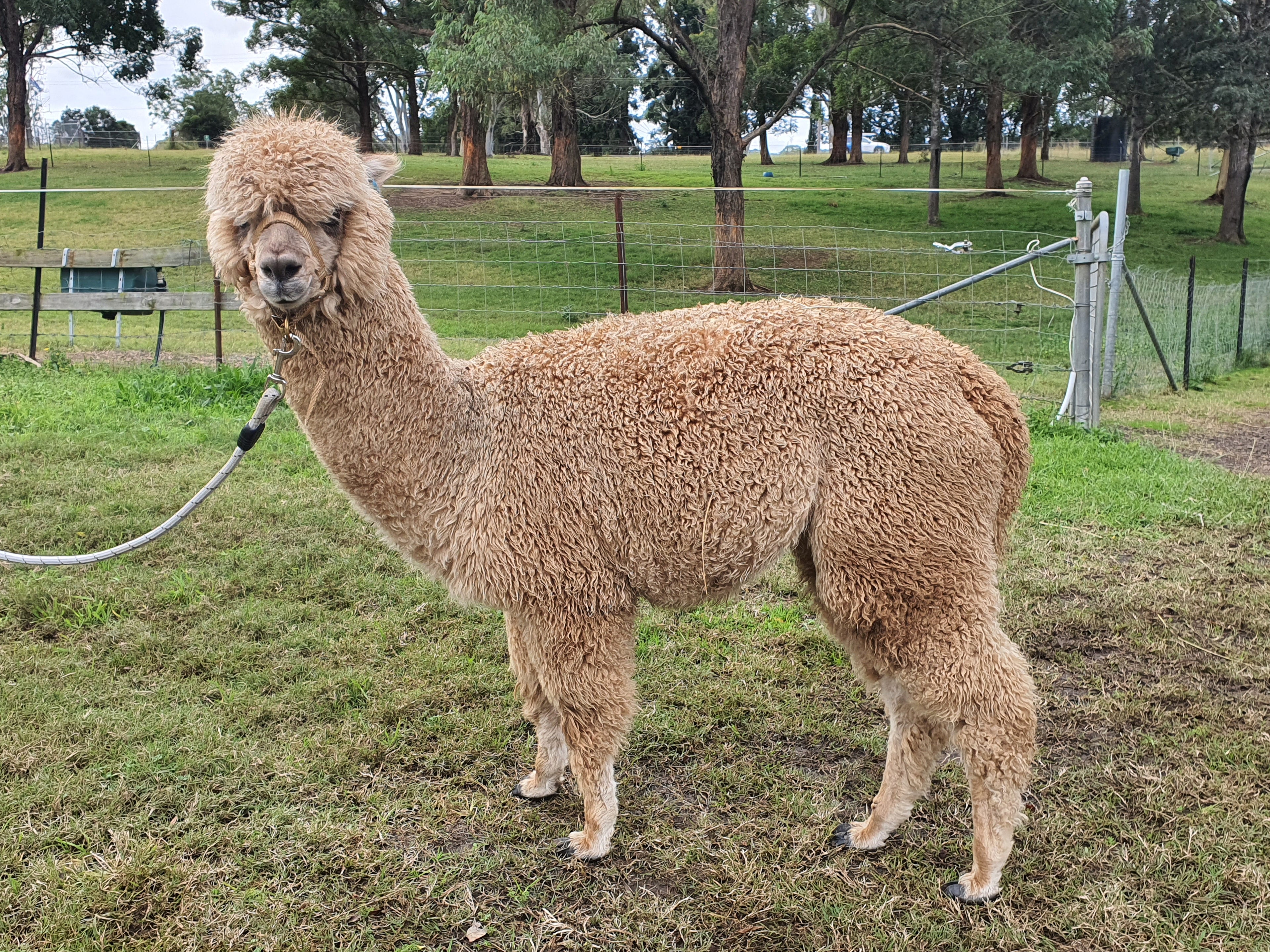 Royal Dragon's Fleece