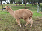 Royal Dragon's Fleece