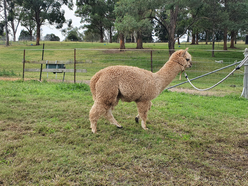 Royal Dragon's Fleece