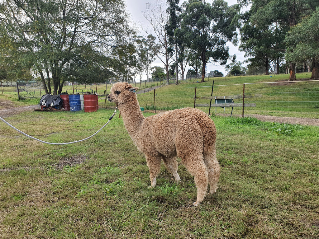 Royal Dragon's Fleece