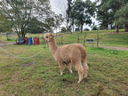 Royal Dragon's Fleece