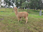 Royal Dragon's Fleece