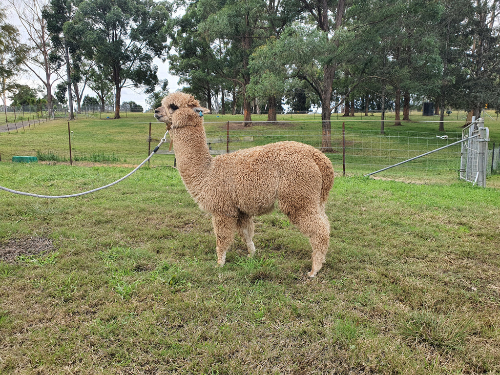 Royal Dragon's Fleece
