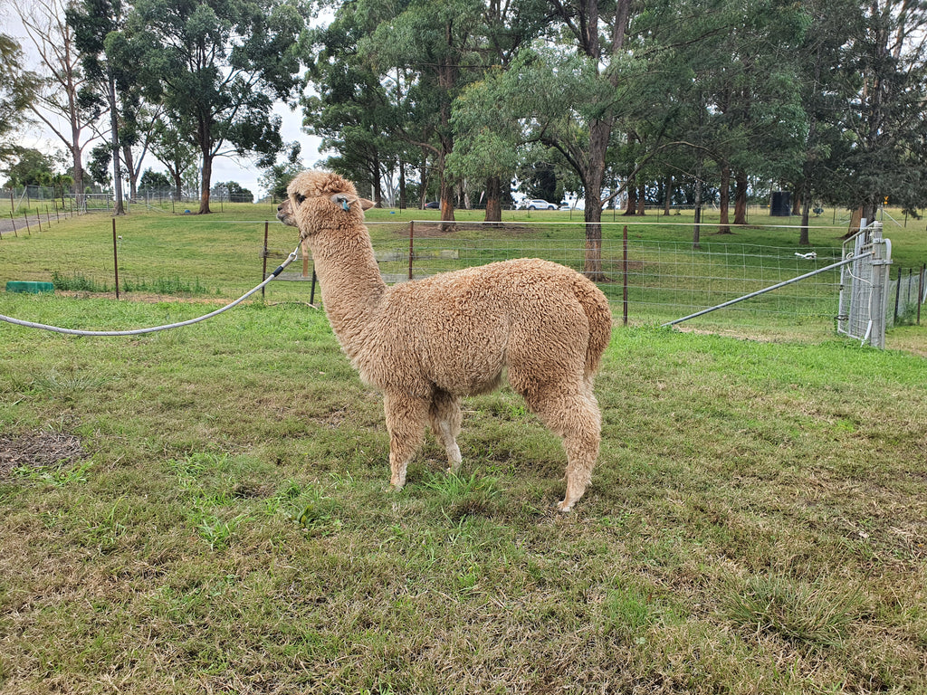 Royal Dragon's Fleece