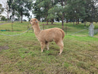 Royal Dragon's Fleece