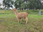 Royal Dragon's Fleece
