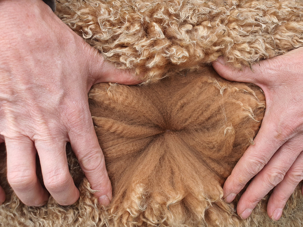 Royal Dragon's Fleece