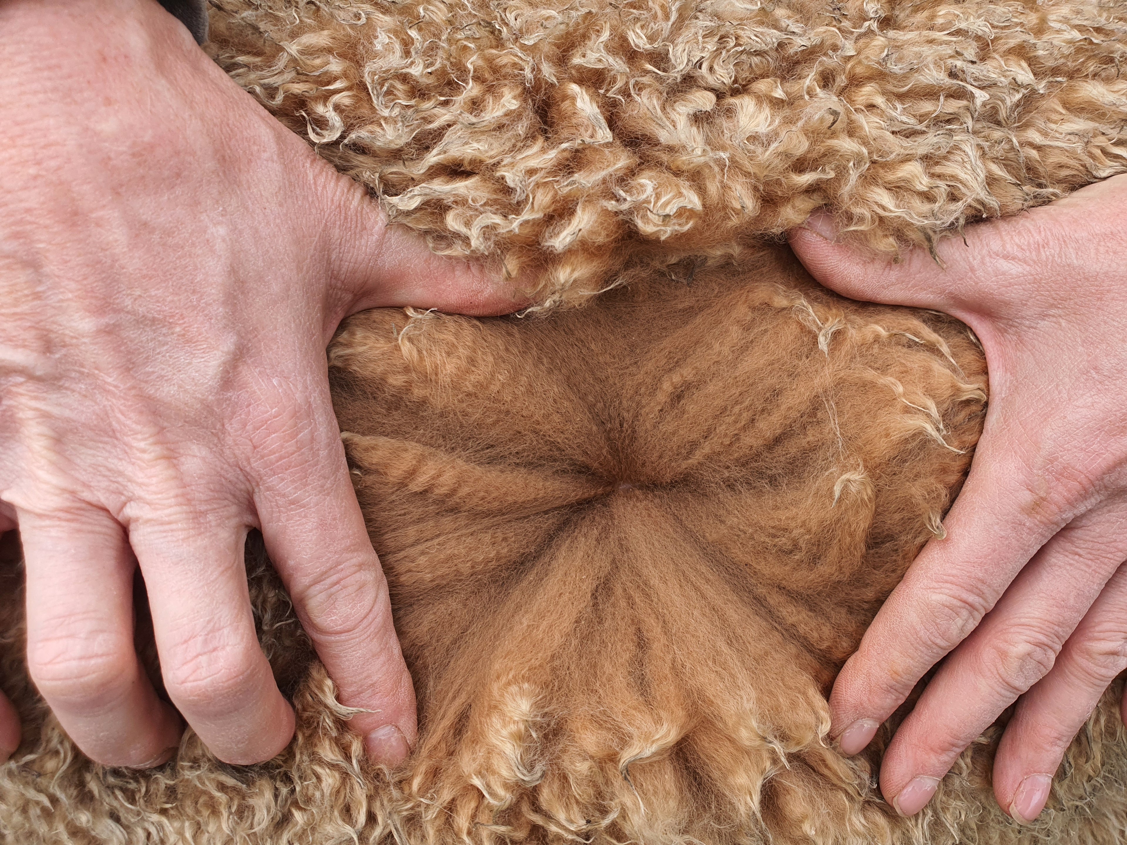 Royal Dragon's Fleece