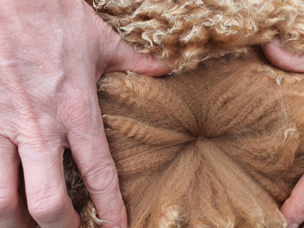 Royal Dragon's Fleece