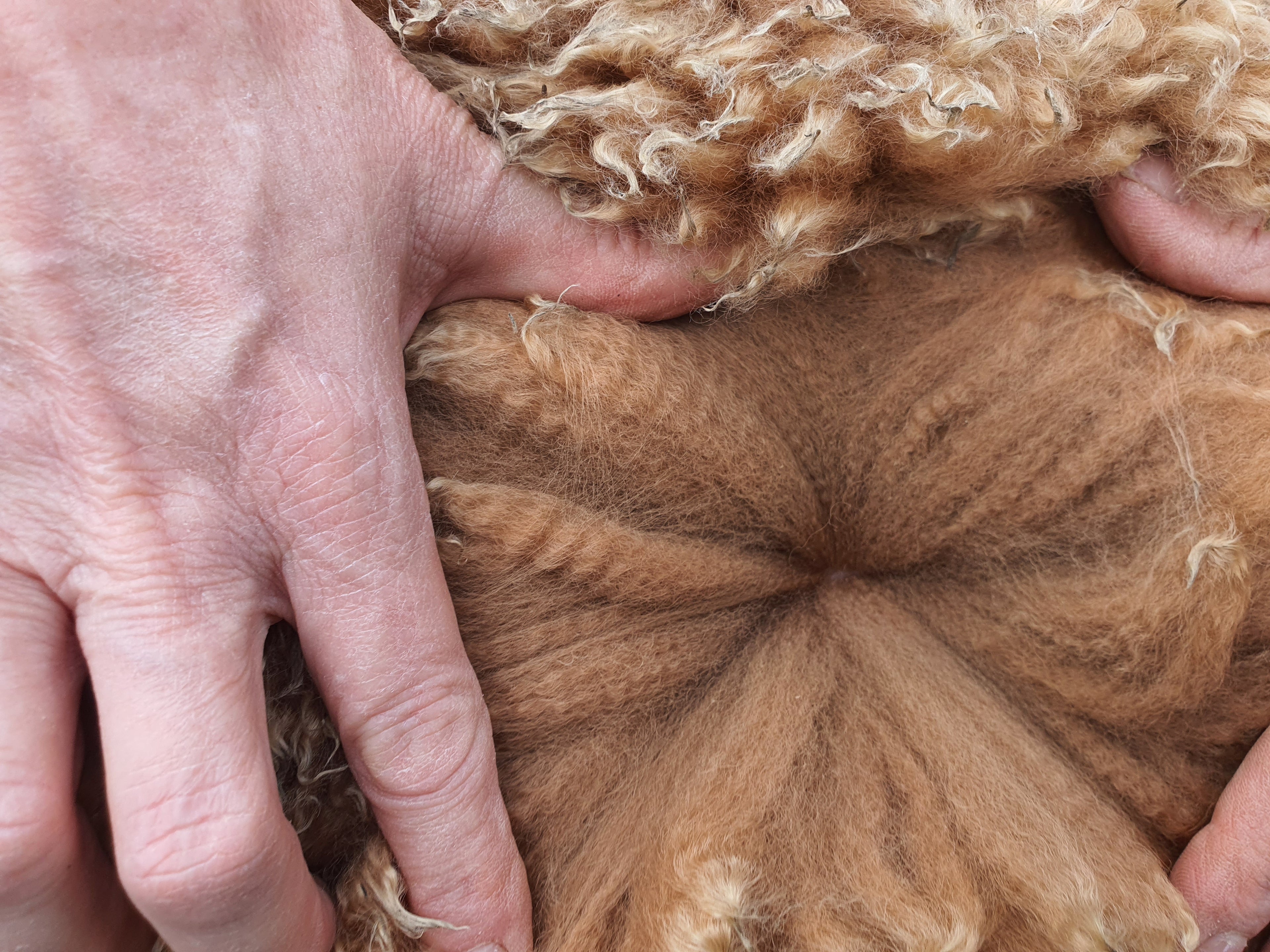 Royal Dragon's Fleece