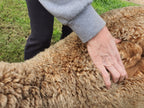 Royal Dragon's Fleece