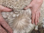 White Knight's Fleece