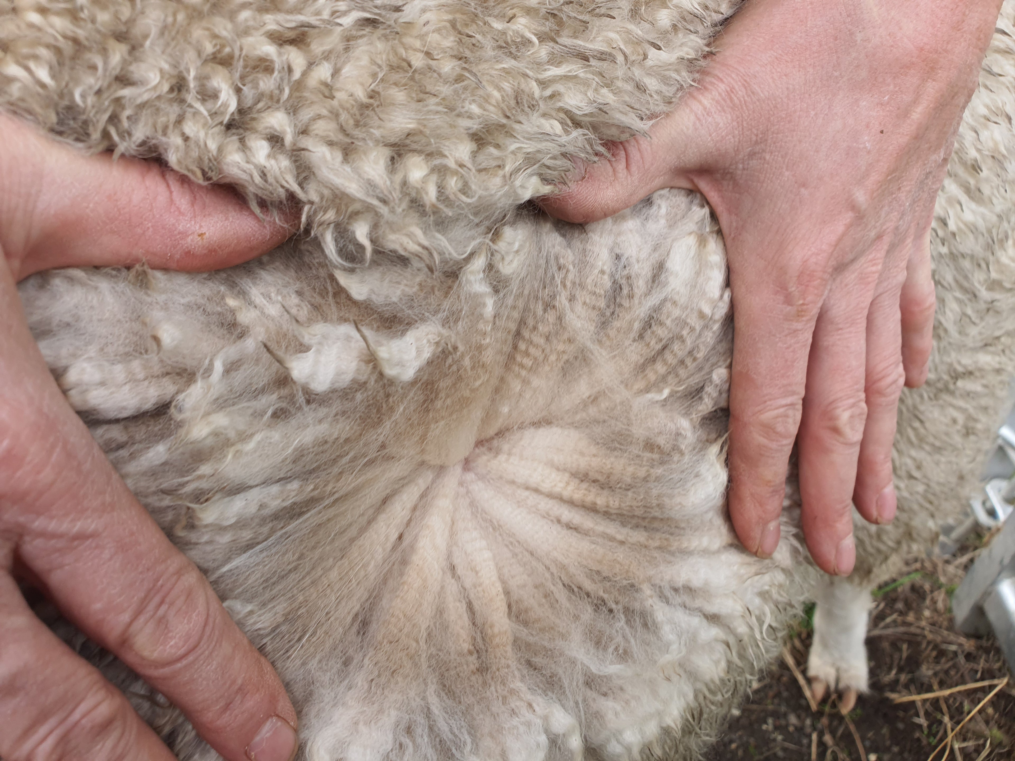 White Knight's Fleece