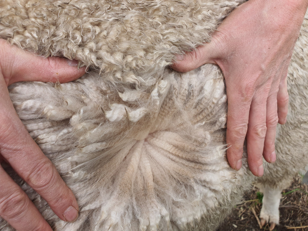 White Knight's Fleece