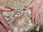 White Knight's Fleece