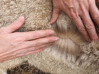 White Knight's Fleece