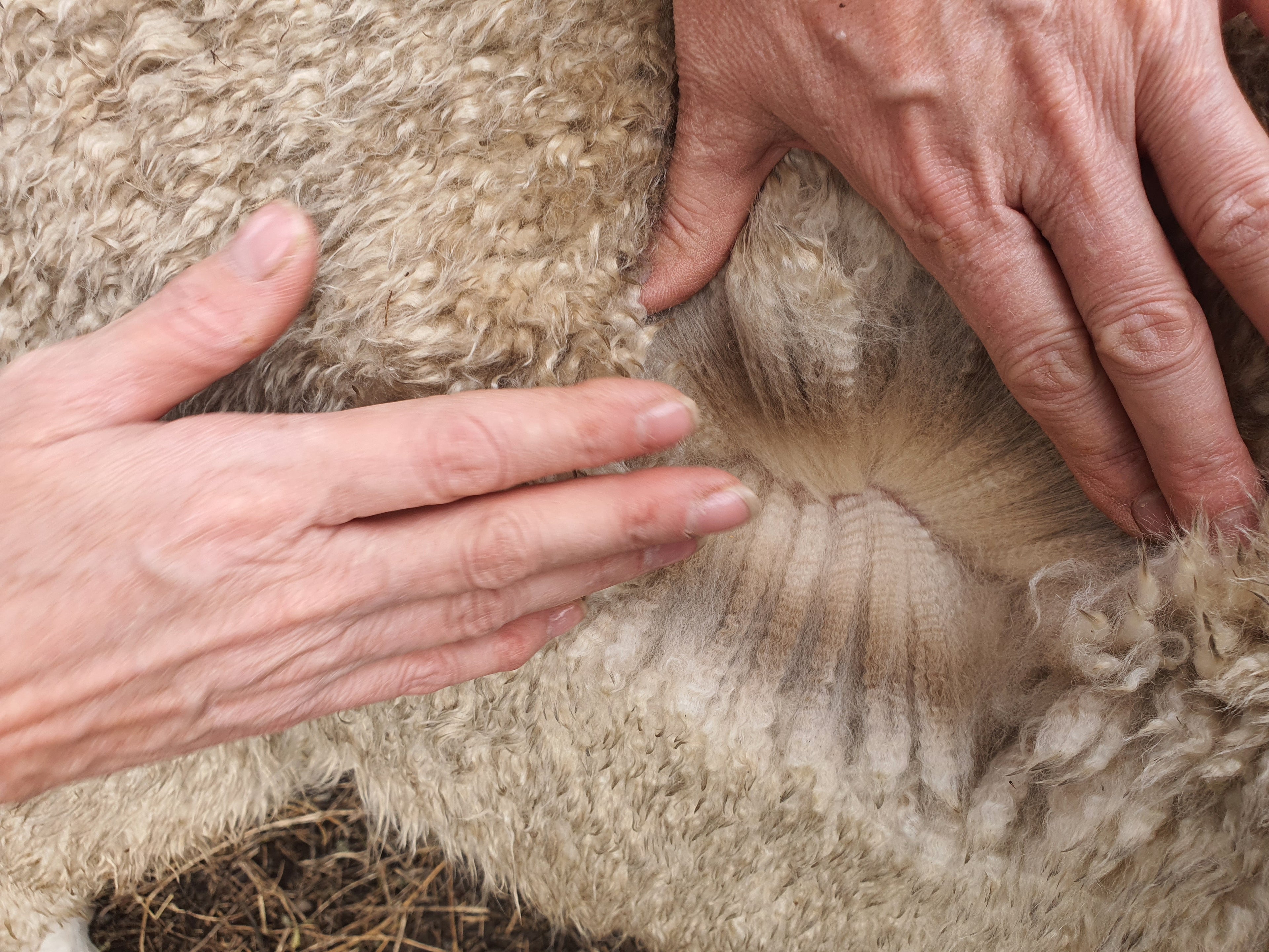 White Knight's Fleece