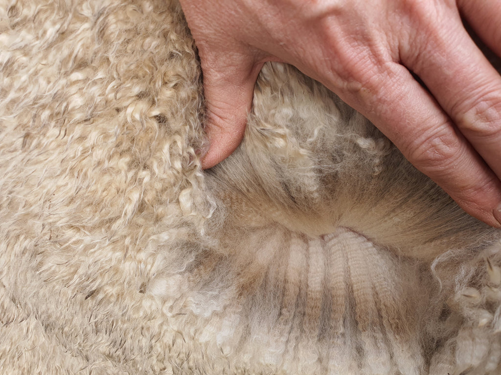 White Knight's Fleece